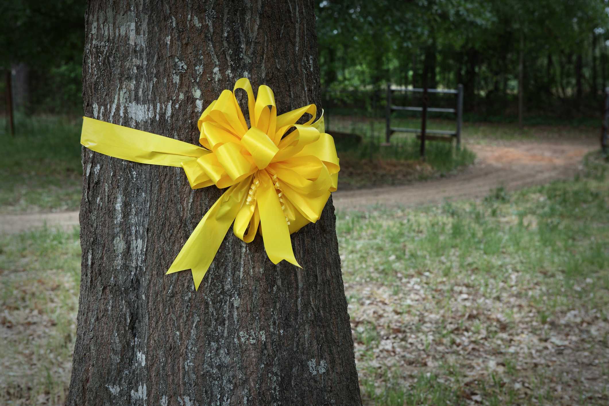 yellow ribbon and bow around tree trunk, symbolizing the Iranian Hostage Crisis