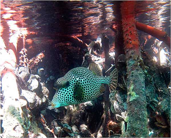 A spotted trunkfish in the waters of Virgin Islands Coral Reef National Monument. Photo courtesy of the US National Park Service / Caroline Rogers.