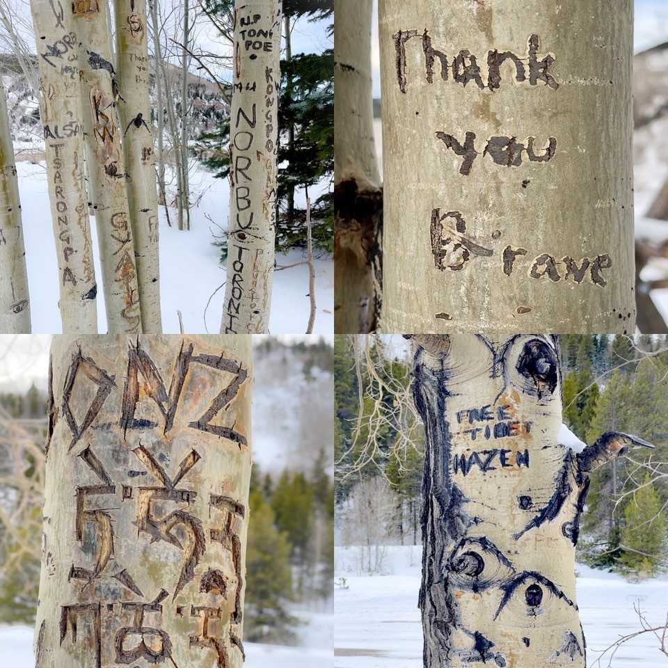 a collage of four photos of aspen tree trunks, all with various carvings inscribed into the trees, with snow in the background.