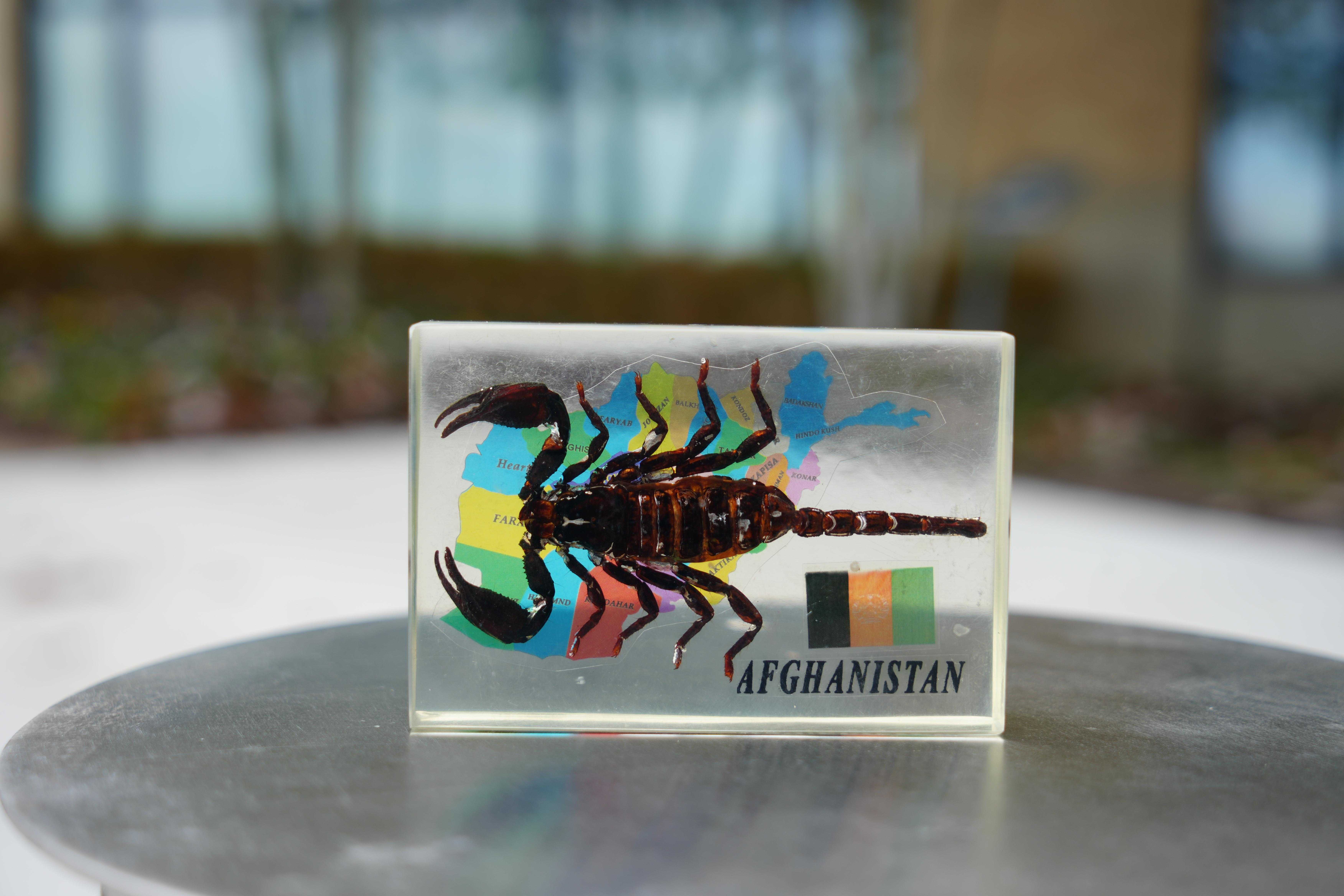 Image of a toy scorpion encased in acrylic with a transparent map of Afghanistan