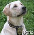 CIA dog named Boris