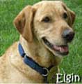 CIA dog named Elgin