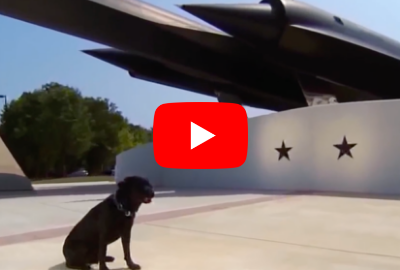 Click image to play k-9 video from YouTube