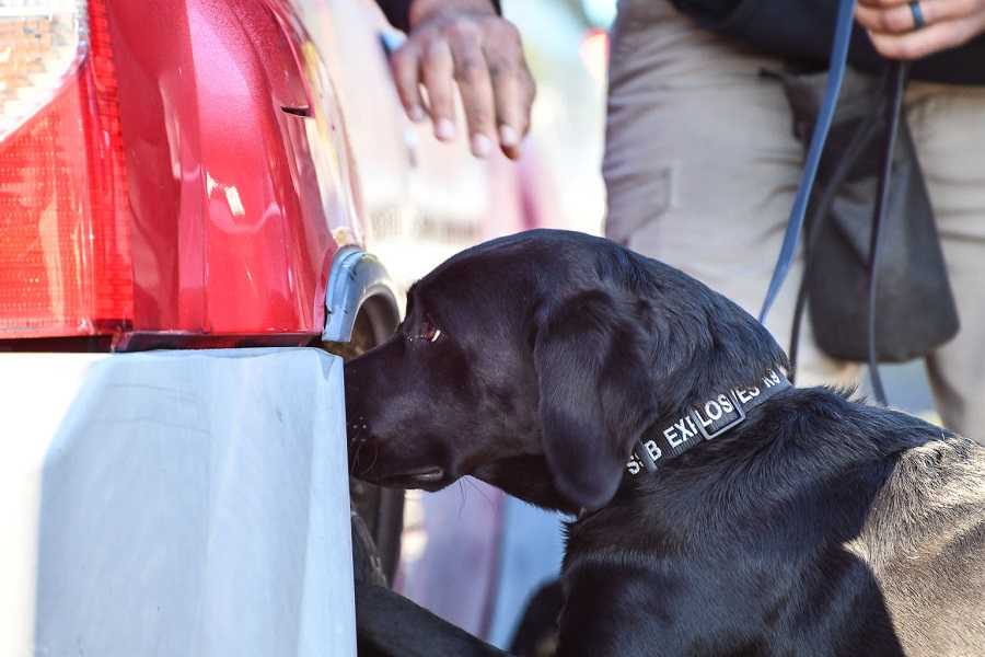 black dog sniffing tire area of a car