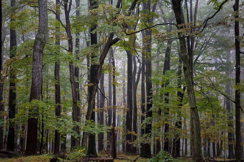 A misty forest with tall leafy trees.