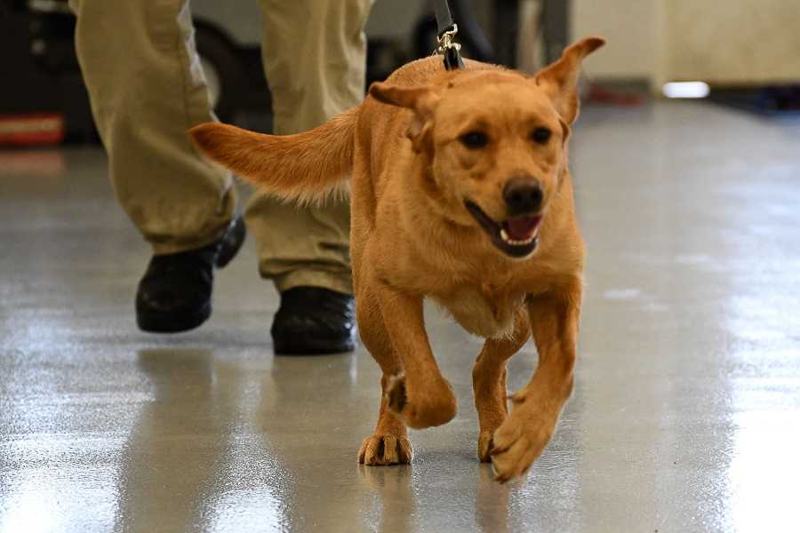 red dog runs toward camera excitedly