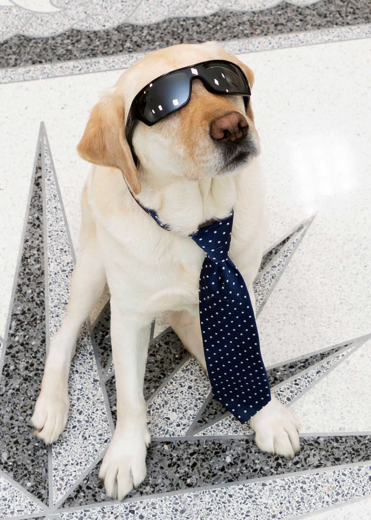 yellow dog wearing sunglasses and tie sitting on CIA seal.