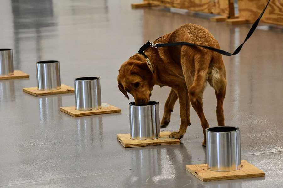 Nicole sniffs can line