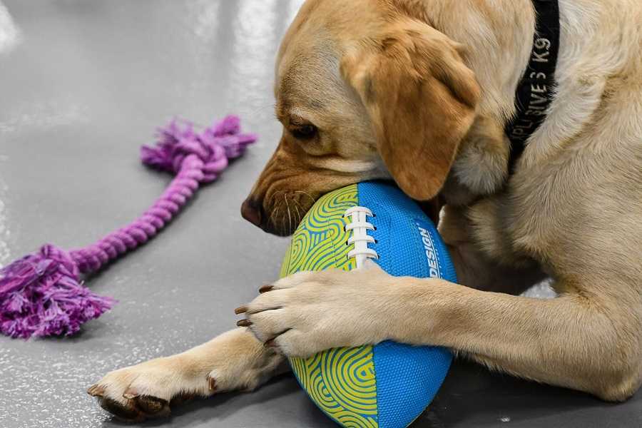 yellow dog chewing on a ball