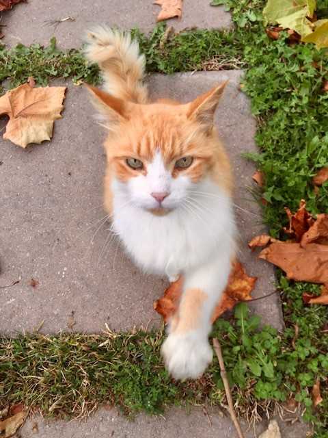 Street Cat