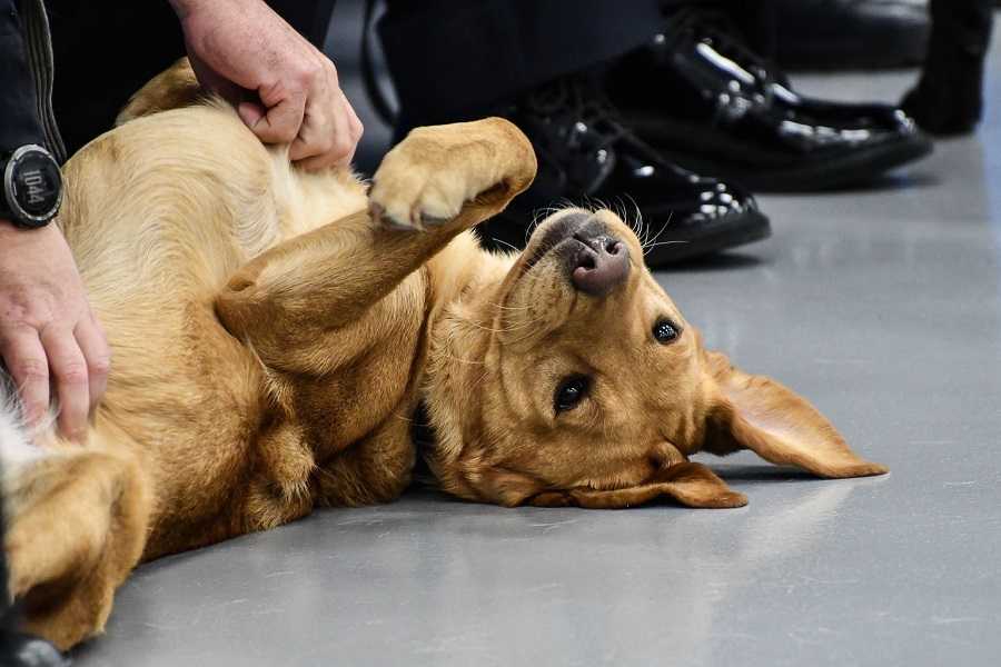 red dog upside dog enjoying belly rubs from an unknown person seated beside her.