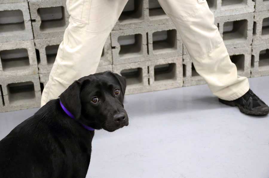 Bomb sniffing is not for Lulu