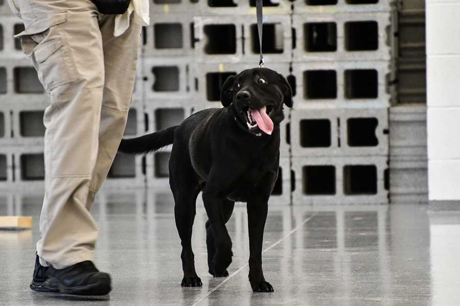 black dog making a funny face during training