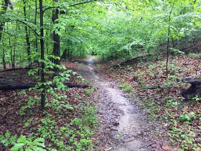 dirt path through the forest