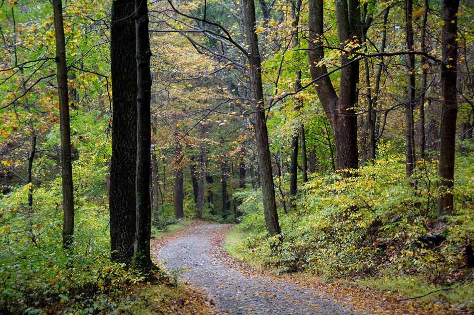 A gravel road through a green, wooded forest.