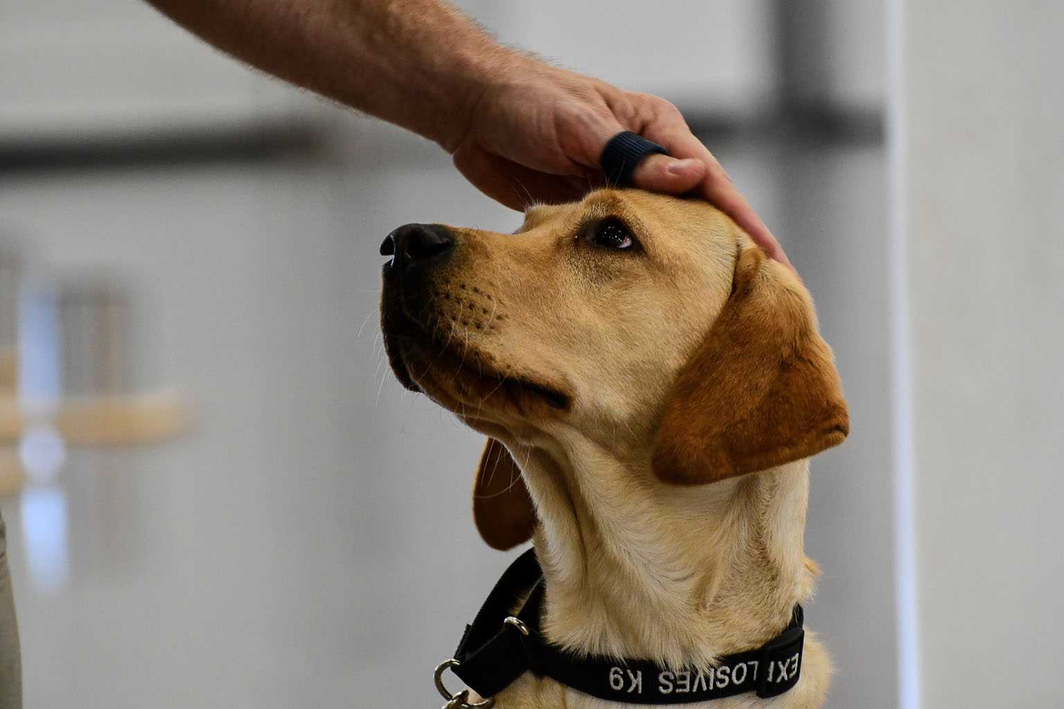 handler petting yellow lab