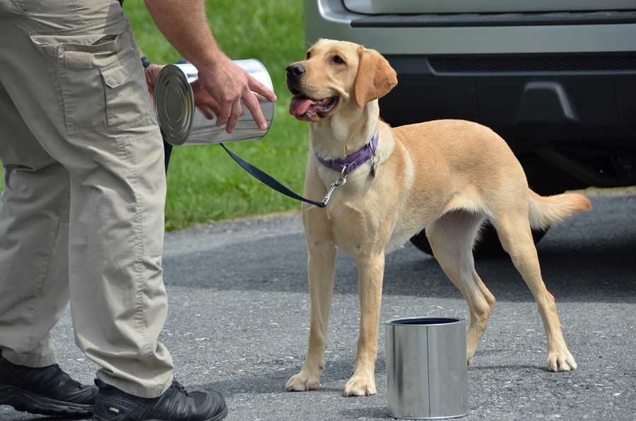 Heide is learning explosives detection