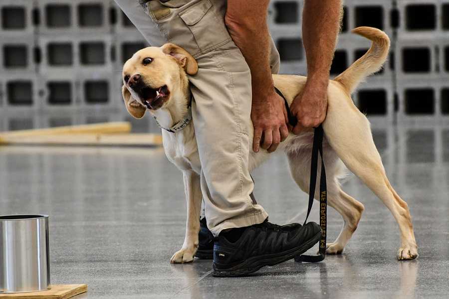 yellow dog getting pets from handler