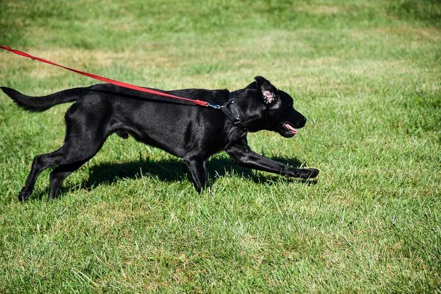 black dog running through a field of grass.