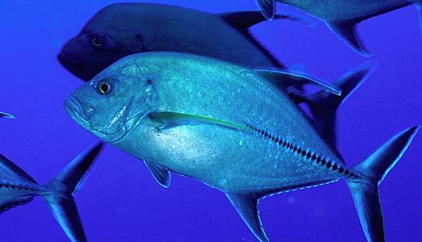 Jack fish are one of the 247 fish species that have been recorded at Baker Island. Image courtesy of the US Fish and Wildlife Service.