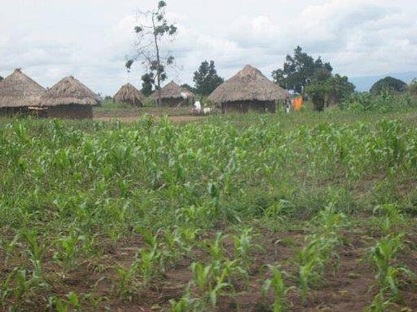 A more typical compound with thatched rondavels (huts) built of stick frames packed with mud (or sometimes with bricks faced with mud) and covered with a straw or reed roof.