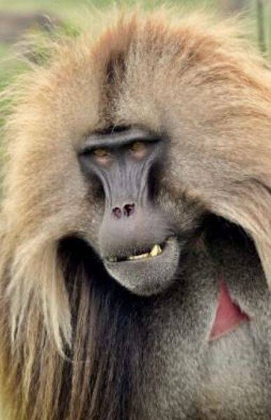 Gelada monkeys are a protected species, living in large herds in the towering Simien Mountains of northern Ethiopia. With falsetto cries, explosive barks, and soft grunts, geladas have one of the most varied vocal repertoires of all the primates. Geladas are visually striking, with burning eyes and leathery complexions. Male geladas are the size of large dogs, weighing 23-27 kg (50-60 lbs). Females are about half as big.