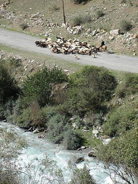 A goat herder on horseback with his dogs.