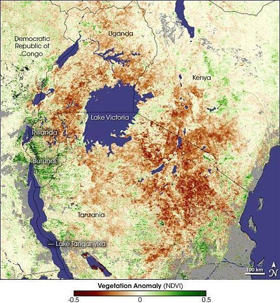 This vegetation anomaly satellite image distinguishes healthy and drought-withered vegetation ringing Lake Victoria. Regions that are drier than normal are brown, while areas with thicker, healthier vegetation are green. In large swaths of Tanzania, Rwanda, Uganda, and Kenya dark brown stressed areas prevail. In Burundi, the situation appears less dire. Photo courtesy of NASA.