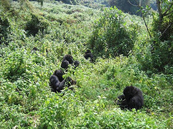 Group of Mountain Gorillas, Volcanoes National Park.