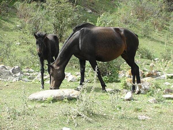 A mare and foal in the hills around Bishkek. The Kyrgyz are notoriously fond of horses.