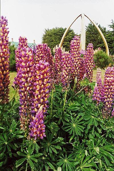 Colorful blossoms brighten a park in Stanley.