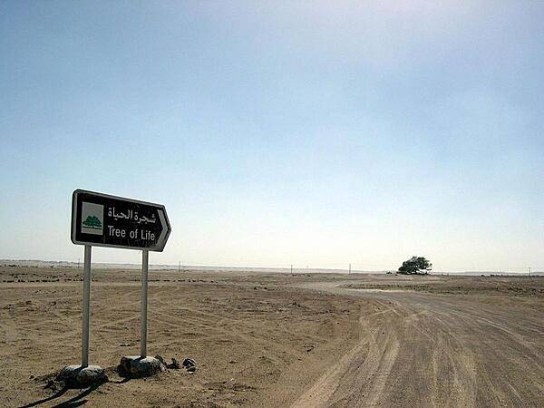 The Tree of Life is one of Bahrain&apos;s major tourist destinations; it is located in the middle of the desert and somehow has survived for hundreds of years with no obvious source of water.