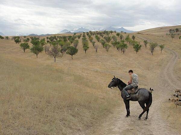 Inspecting an orchard.