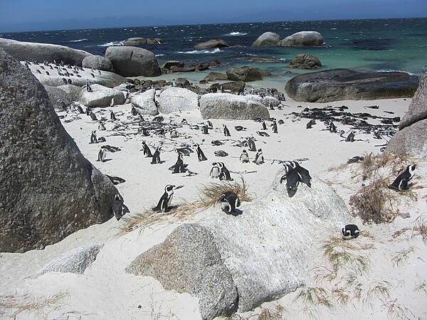 African penguins at the Boulders Penguin Colony in Table Mountain National Park.