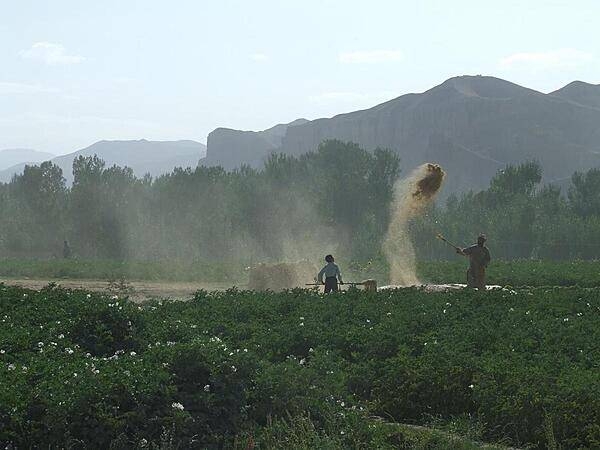 Winnowing is a traditional process for separating chaff (seed coverings, straw, and other debris loosened in the threshing process) from grain. The threshed mixture is flung into the wind to allow the heavier grains to fall to the earth, while the lighter chaff is carried off on the breeze.