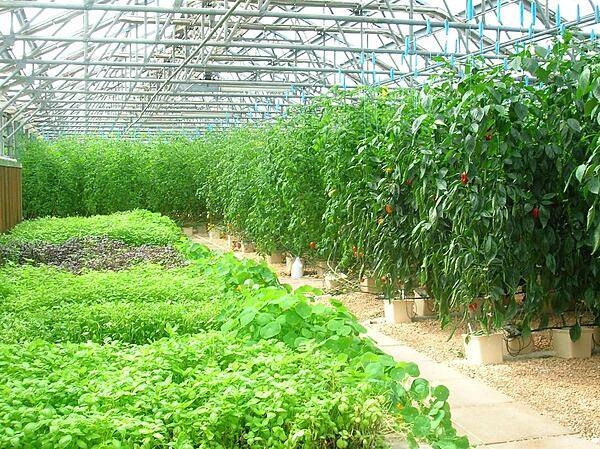 Soil on the island is of poor quality making it difficult to grow most crops locally. The CuisinArt Resort at Rendezvous Bay has a 1,670 sq m (18,000 sq ft) hydroponics farm, unique to the Caribbean. The greenhouses are built to withstand 177 kmph (110 mph) winds, common during hurricane season. The farm grows vegetables, lettuce, and a variety of herbs.