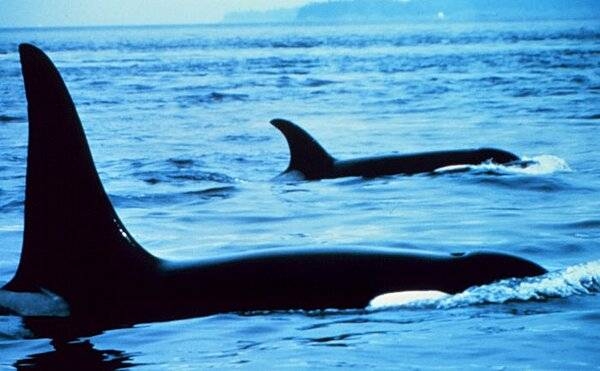 Orca (killer whale) sexes may be distinguished by their dorsal fins: male fins are straight, female fins curve. Photo courtesy of NOAA.