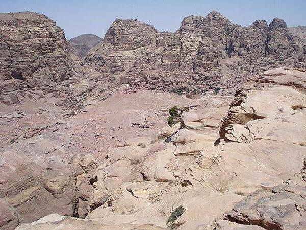 A lone tree in the cliffs overlooking Petra.