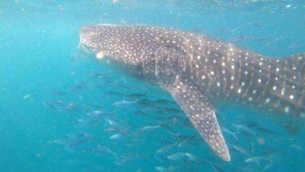 The whale shark is gigantic but harmless. The largest living shark, it grows slowly to lengths of 9 m and more and can live to be over 100 years old. Djibouti's coastal waters (Red Sea and Gulf of Aden) are some of the easiest places in the world to see whale sharks as the gentle giants feed on plankton near the water’s surface.