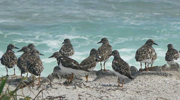 The ruddy turnstone is a dramatically colored shorebird with short orange legs, variegated russet color pattern on its back, and black and white head, throat, neck and breast. Here a group of turnstones gathers along a Jarvis Island shoreline. Image courtesy of the USFWS.