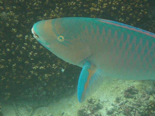 A parrot fish swimming in a Panamanian coral reef.