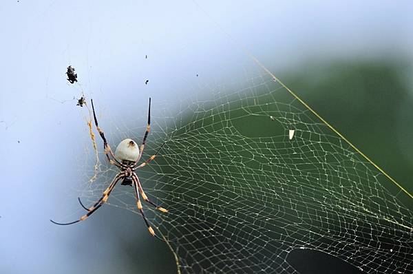 A Golden Orb Weaver Spider basks on the island of Vava'u, Tonga. This arachnid is found In warm climates and can vary in color. The spider takes its name from the gold color of the silk in its web. Its venomous bite is painful but rarely deadly to humans. Photo courtesy of the US Army National Guard/ Sgt. Walter H. Lowell.