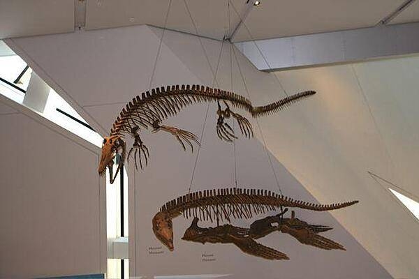 Fossil reptiles on display at the Royal Ontario Museum in Toronto.