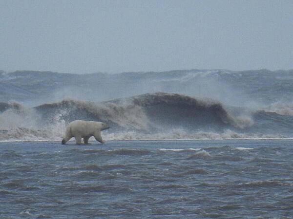 Adult polar bear walking across a recently overwashed barrier island during a large Arctic storm in September 2016. The barrier island is offshore of Barter Island on Alaska’s north coast. Photo courtesy of the US Geologic Survey/ Cordell Johnson.