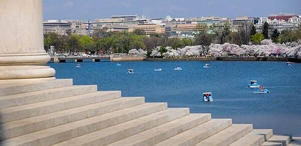 The Tidal Basin in Washington D.C. as seen from the steps of the Thomas Jefferson Memorial. The Tidal Basin is fringed with a variety of cherry trees that give rise to the National Cherry Blossom Festival that takes place annually in late March-early April. Paddle boats offer one of the best ways to experience the cherry tree blossoms. Photo courtesy of the National Park Service.