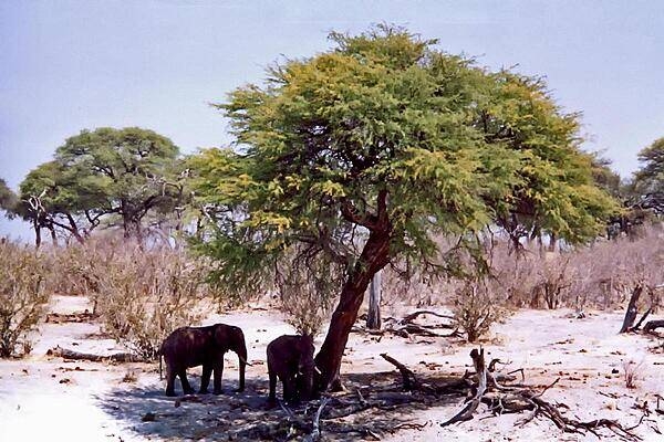 Elephants are known for their intelligence. These two are hanging out in the shade to escape the scorching midday sun.