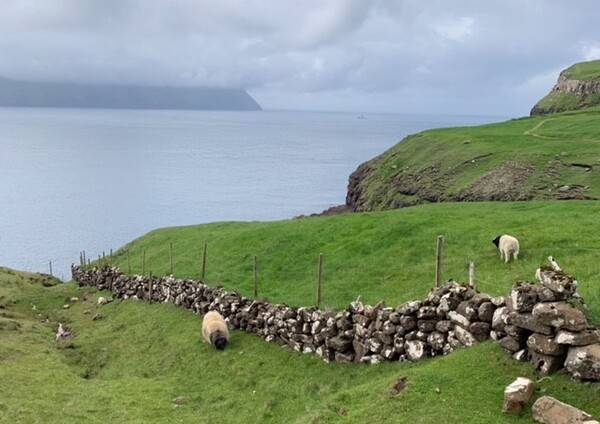 The Faroese sheep is a breed native to the Faroe Islands that has long been an integral part of the island traditions. The name Faeroe itself is thought to mean "sheep islands," and the animal is depicted on the Faroe Islands' coat of arms. Faroese sheep tend to have very little flocking instinct due to no natural predators, and will range freely year round in small groups in pastureland, which ranges from meadows, to rugged rocky mountaintops and lush bird-cliffs.