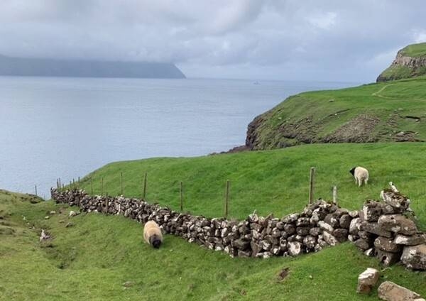 The Faroese sheep is a breed native to the Faroe Islands that has long been an integral part of the island traditions. The name Faeroe itself is thought to mean "sheep islands," and the animal is depicted on the Faroe Islands' coat of arms. Faroese sheep tend to have very little flocking instinct due to no natural predators, and will range freely year round in small groups in pastureland, which ranges from meadows, to rugged rocky mountaintops and lush bird-cliffs.