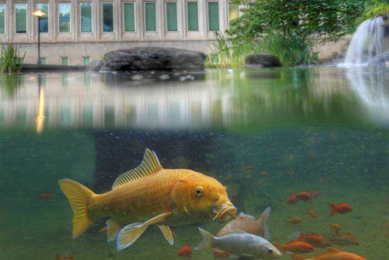 Memorial Pond Koi