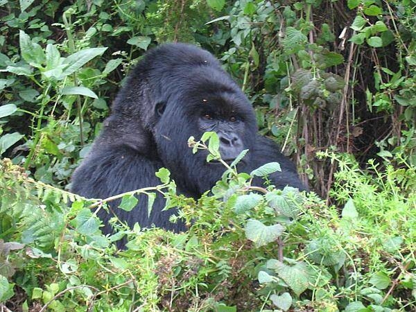 Mountain Gorilla, Volcanoes National Park.